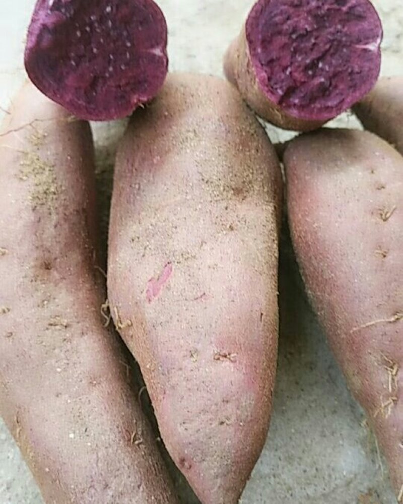 紫薯出售