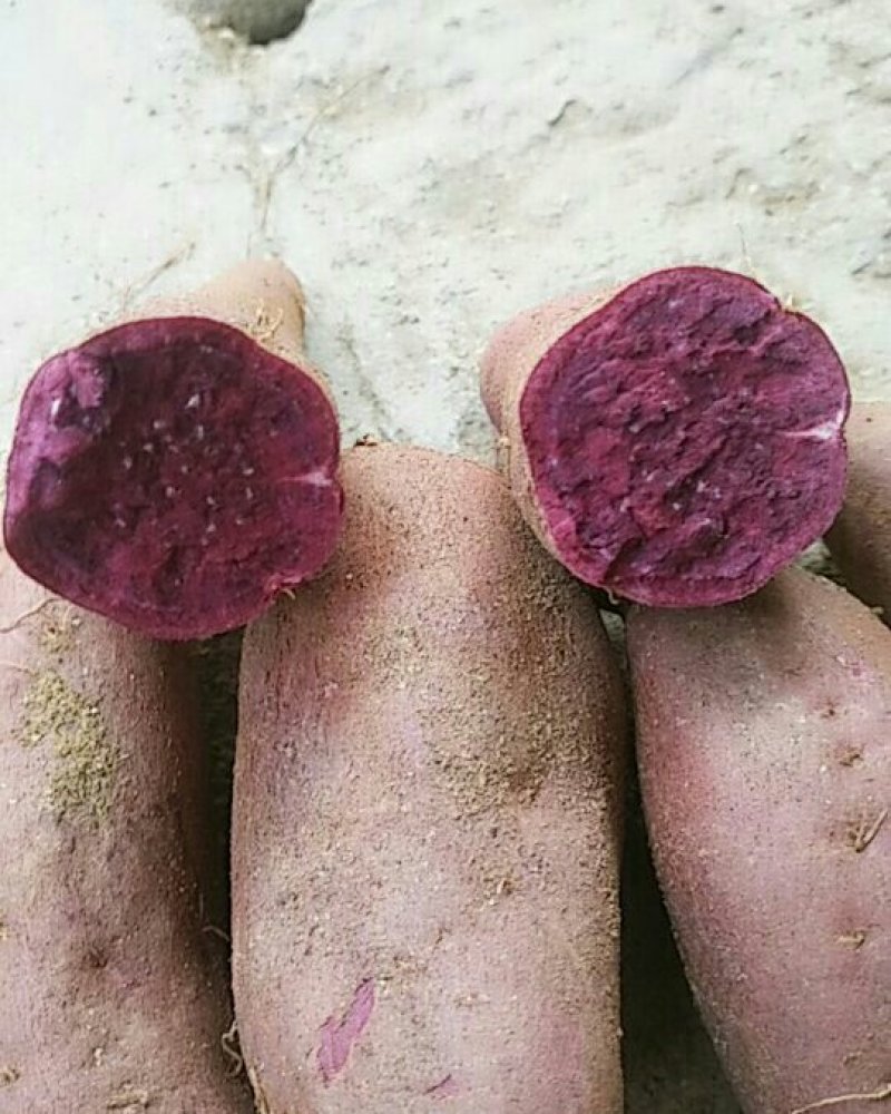 紫薯出售