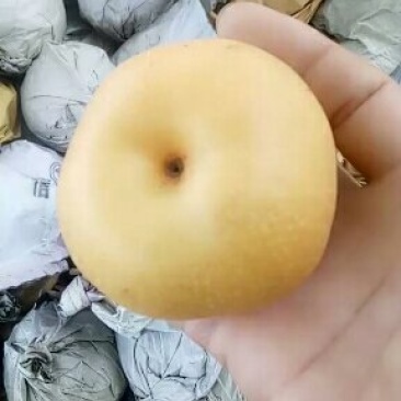 秋月梨