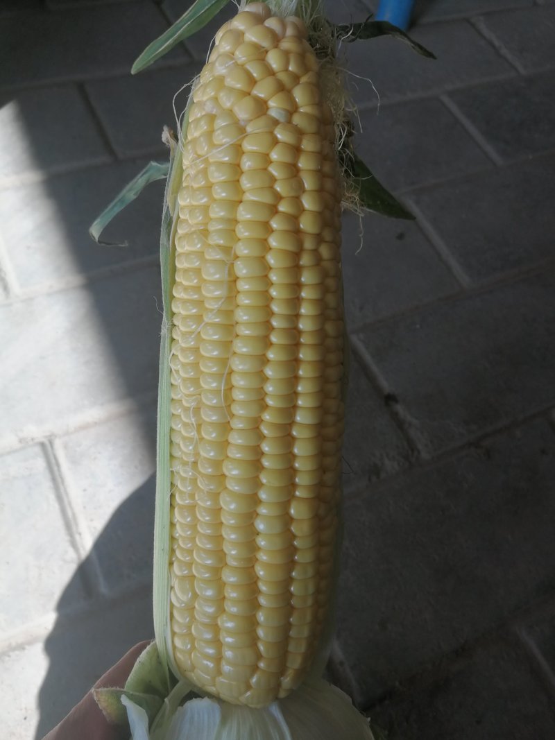 甜玉米