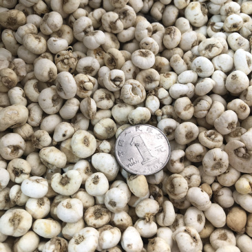 【舜波中药材】平贝贝母量大从优
