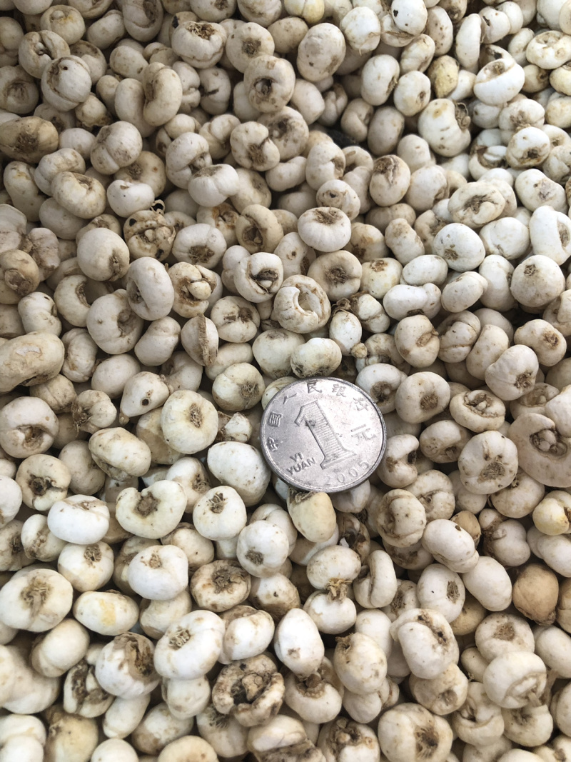 【舜波中药材】平贝贝母量大从优
