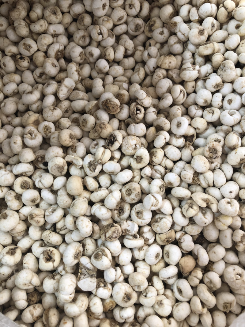 【舜波中药材】平贝贝母量大从优
