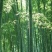 2019年新采毛竹种子