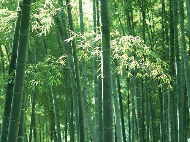 2019年新采毛竹种子