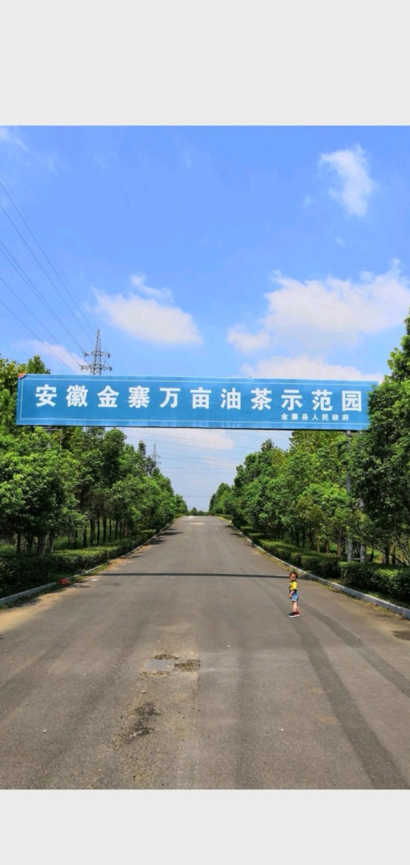 大别山油茶果长林系鲜果预计本月中旬上市