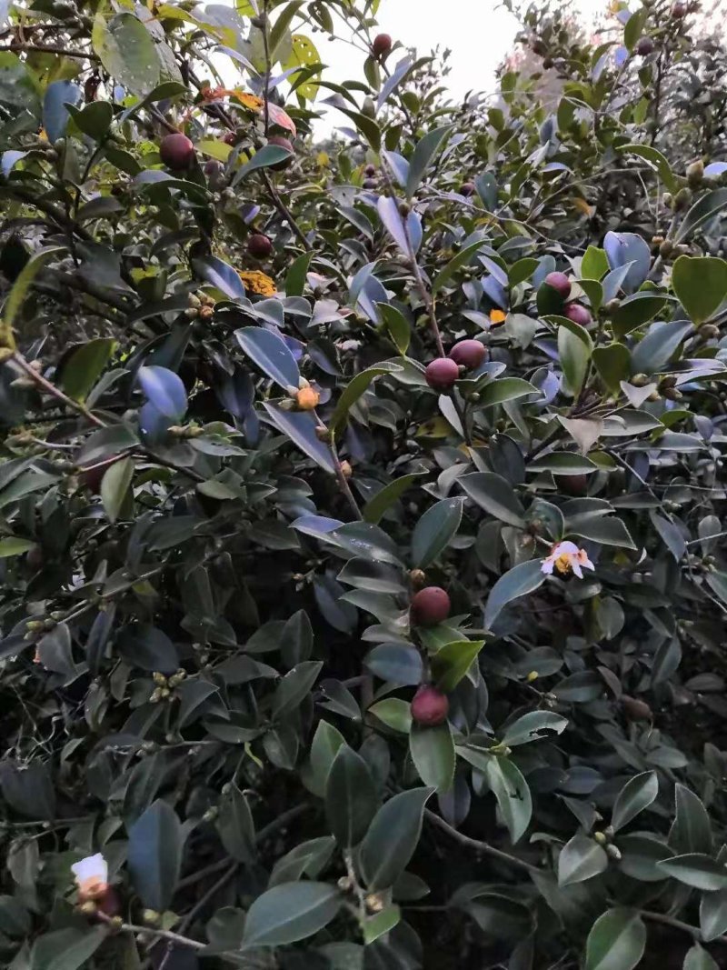 大别山油茶果长林系鲜果预计本月中旬上市
