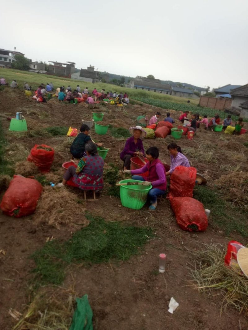 四川绵阳基地麦冬草，麦冬种苗，基地直供，质量上乘