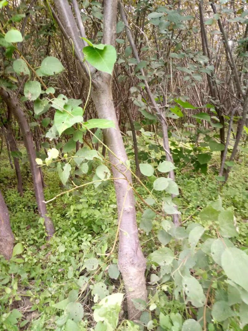 紫叶李占地用，量大价格低！地段优势！有需要的电话联系
