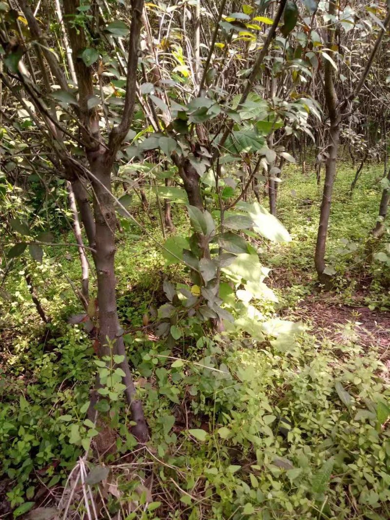 紫叶李占地用，量大价格低！地段优势！有需要的电话联系