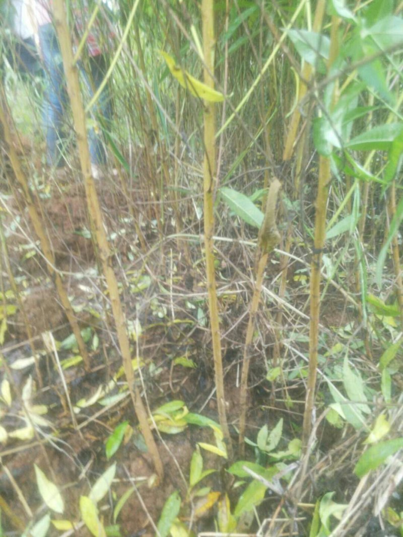 【精品】桃树苗:毛桃苗，实生桃苗，量大从优，薄利多销，
