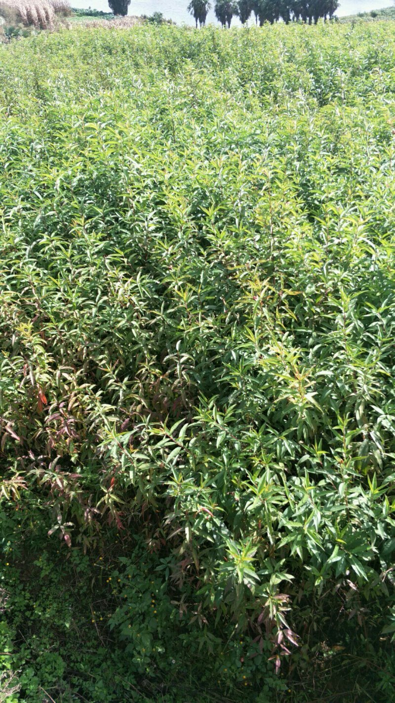 【精品】桃树苗:毛桃苗，实生桃苗，量大从优，薄利多销，