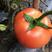 露地石头番茄种子耐高温耐雨水耐裂果硬果大红番茄种子