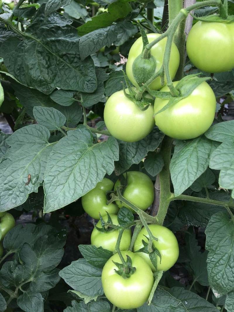 露地石头番茄种子耐高温耐雨水耐裂果硬果大红番茄种子