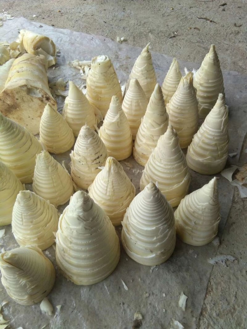 农家笋干笋丝自晒笋片干笋尖无硫0添加麻竹笋干笋丝干笋八渡