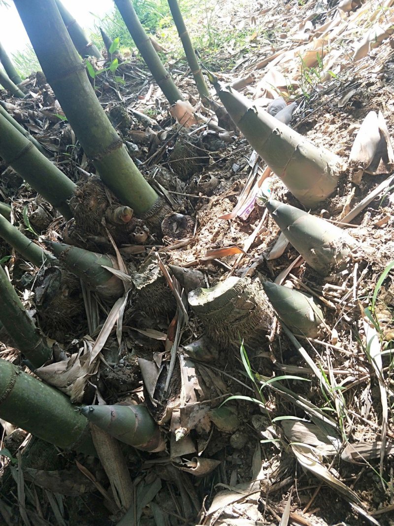 农家笋干笋丝自晒笋片干笋尖无硫0添加麻竹笋干笋丝干笋八渡