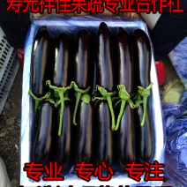 【黑长茄】茄子产地直销765长茄源头供应