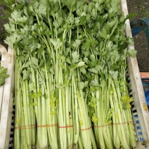 精品芹菜，货源稳定，常年有货，全国直发，诚信第一