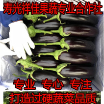 「精品」765长茄寿光种植基地专业合作社烧烤专用