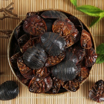 土鳖虫地鳖虫土元可打粉各种规格中药专营