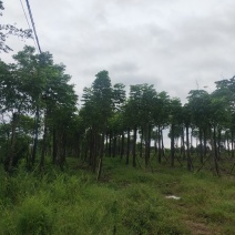 栾树