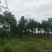 栾树