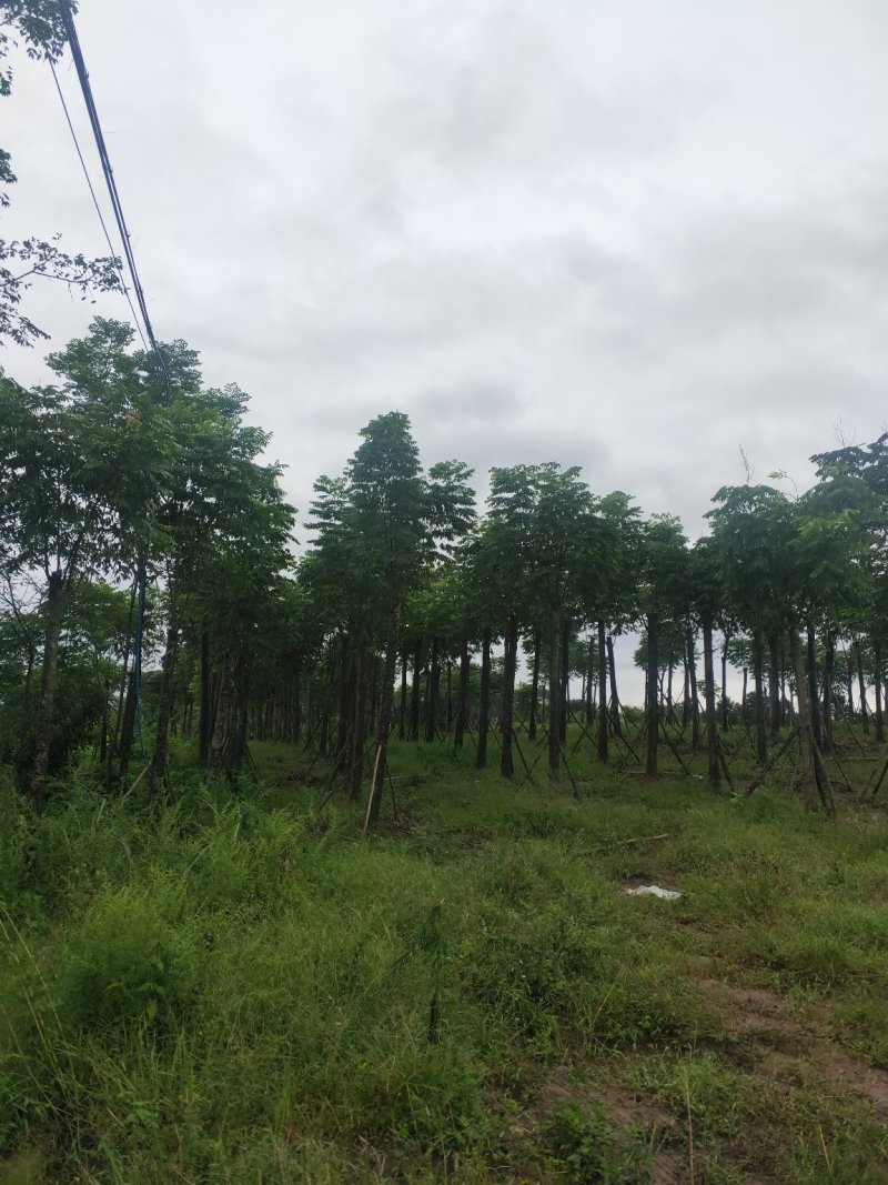 栾树