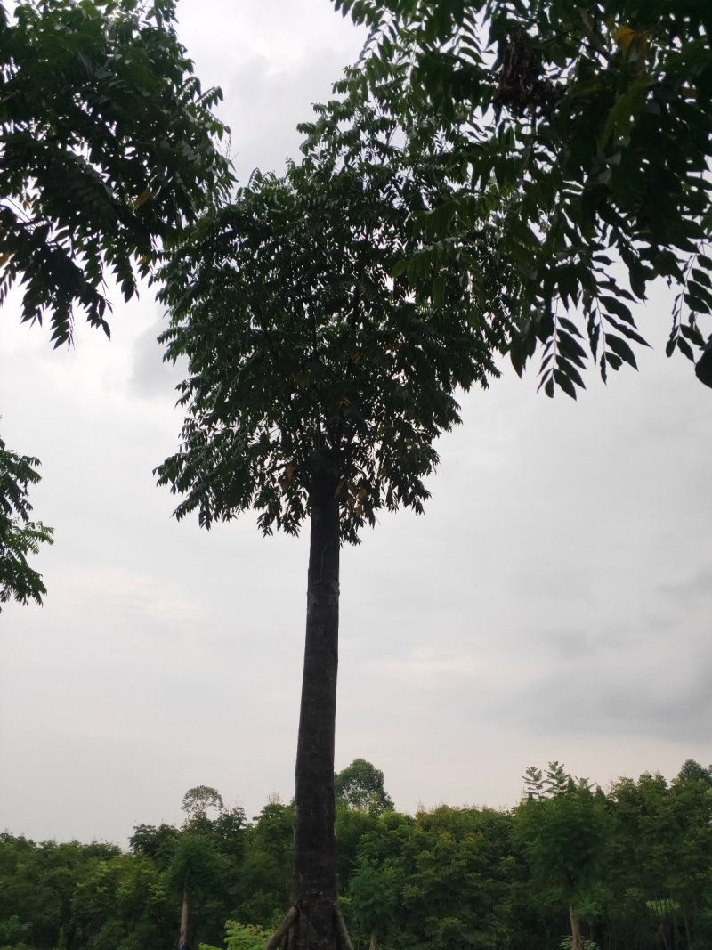 栾树