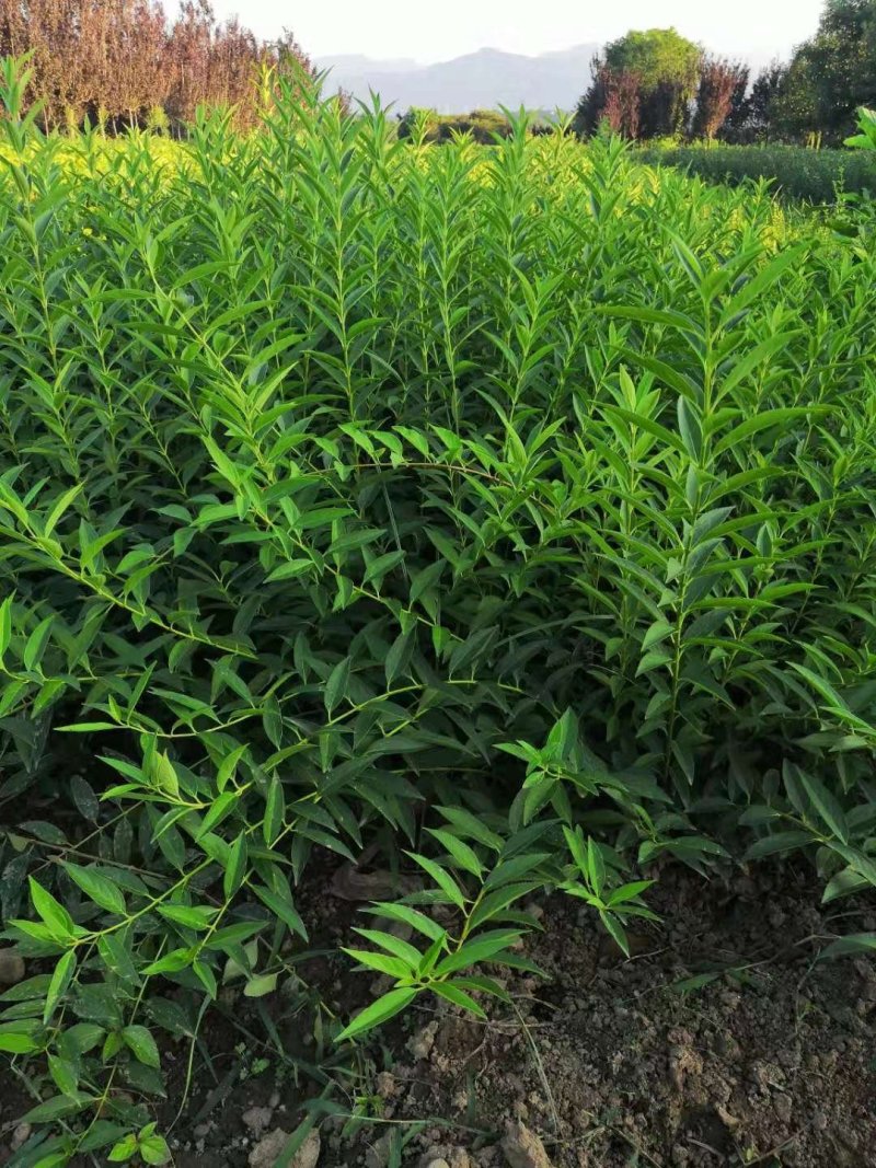 连翘苗大颗粒，山西药用连翘苗，自家种植，规格齐，欢迎订购
