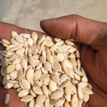 冬瓜籽
