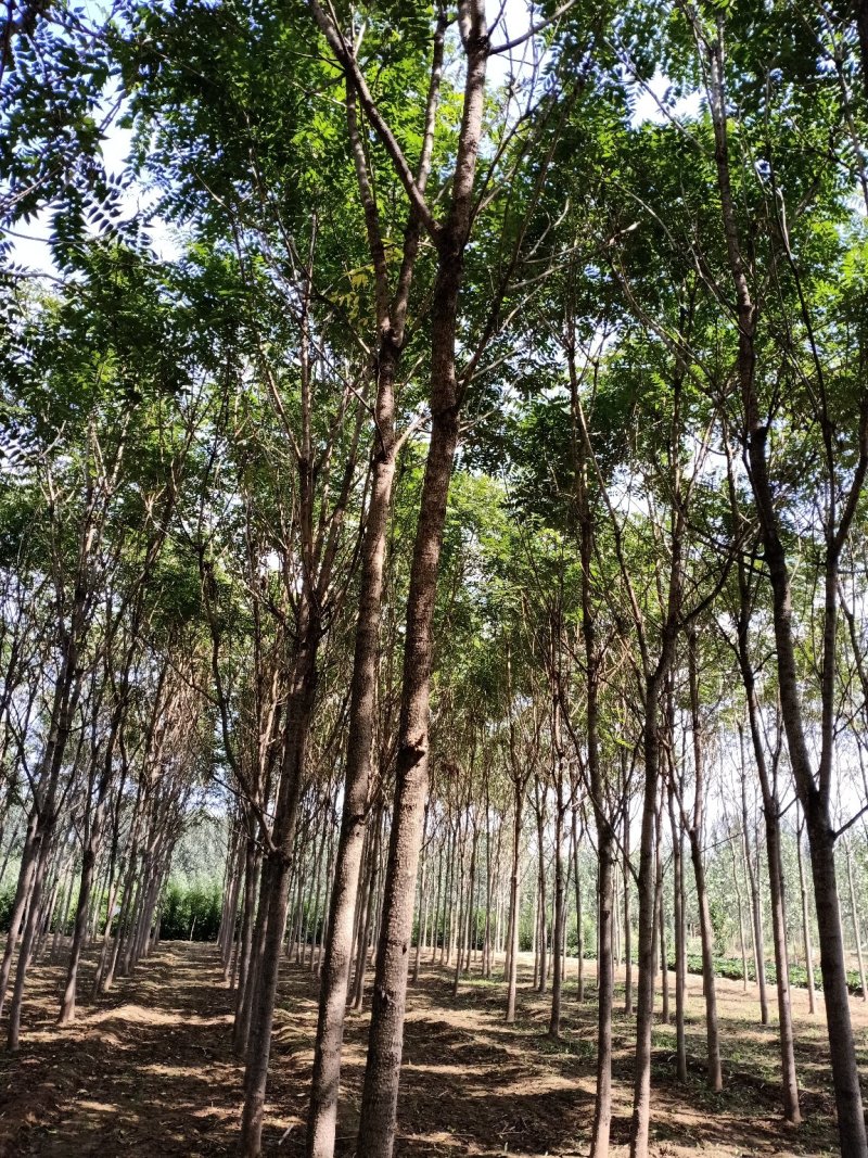 榆树，基地2000亩速生白榆树苗，批发零售，量大优惠