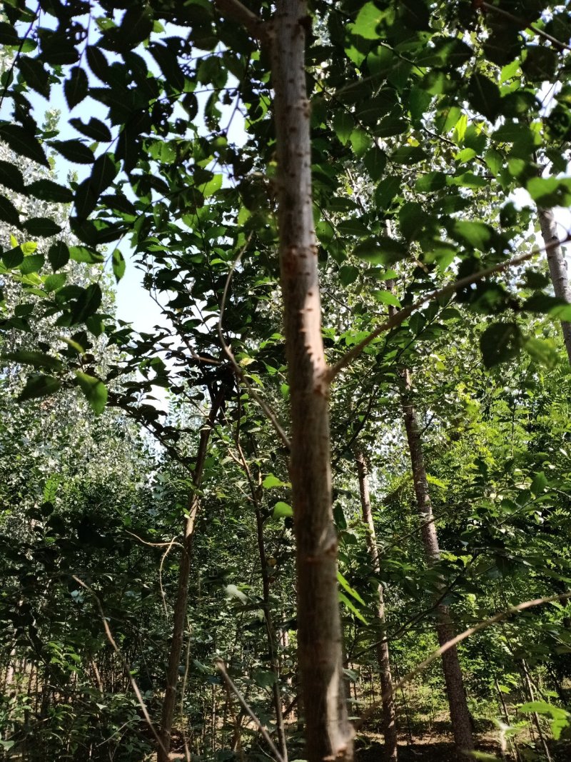 榆树，基地2000亩速生白榆树苗，批发零售，量大优惠