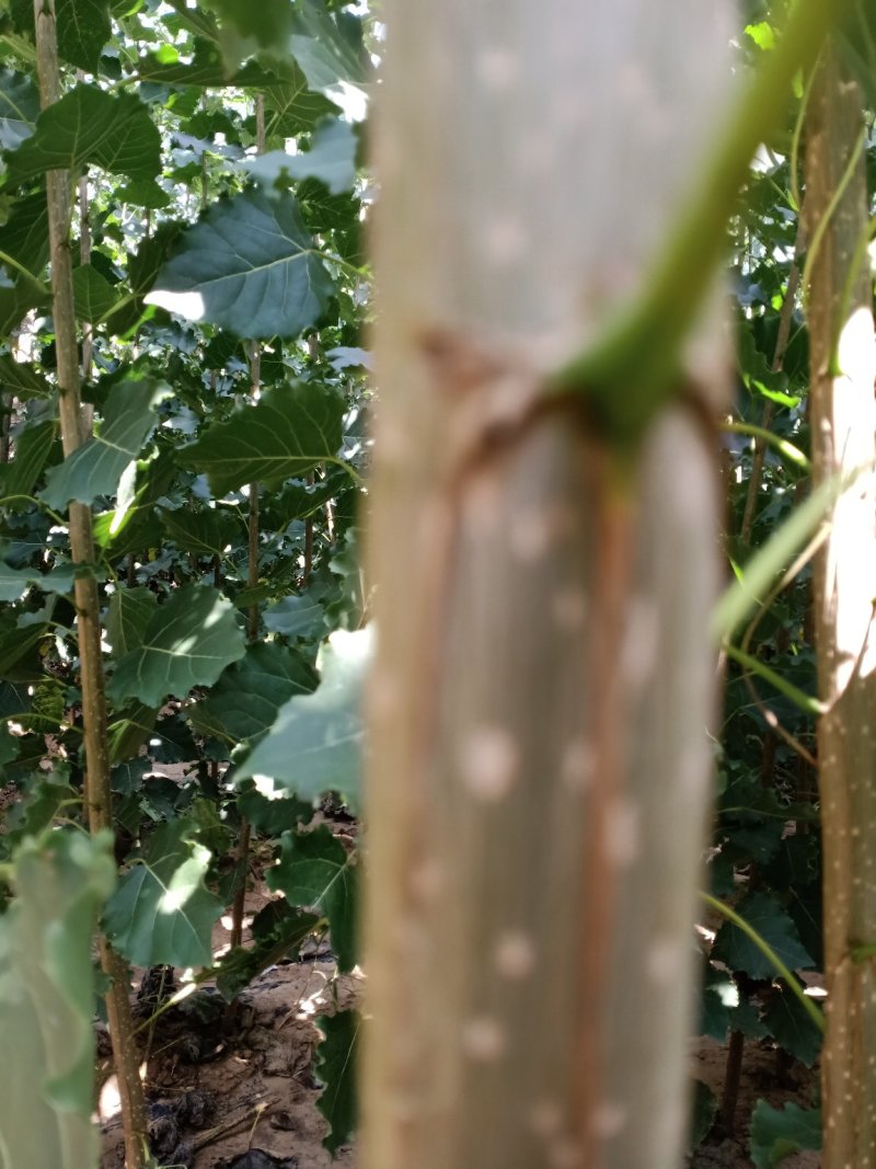 107速生杨树苗，苗木基地农户种植，无病虫害，量大优惠