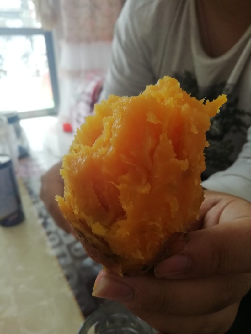 龙薯九号地瓜