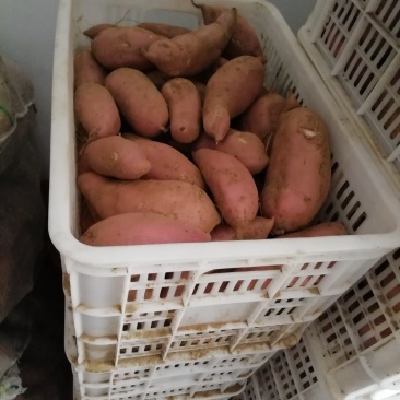 龙薯九号地瓜