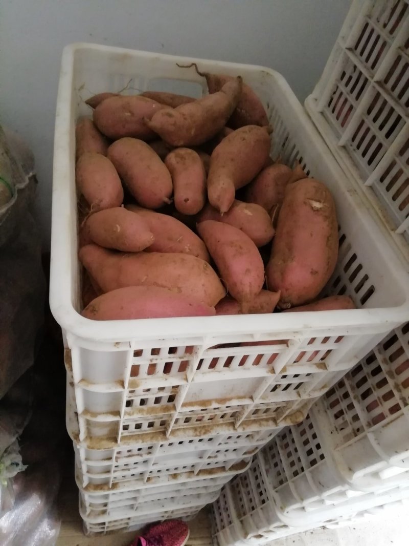 龙薯九号地瓜