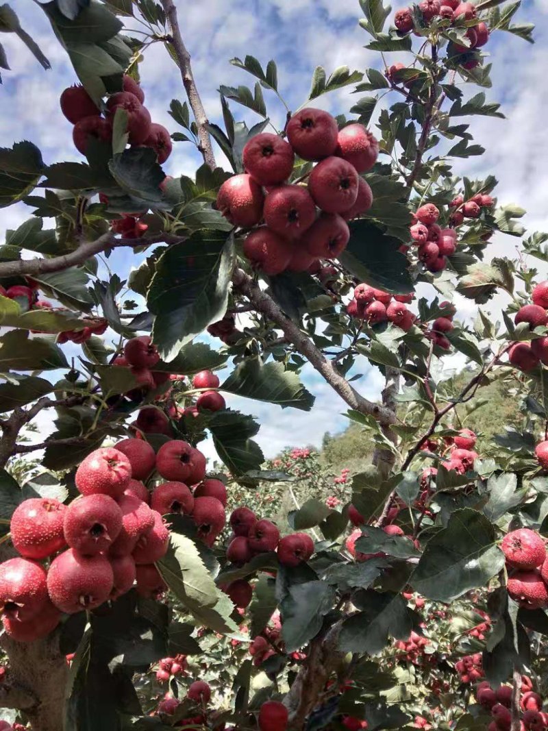 早熟里外红山楂9月10号左右开始上市价格随行就市