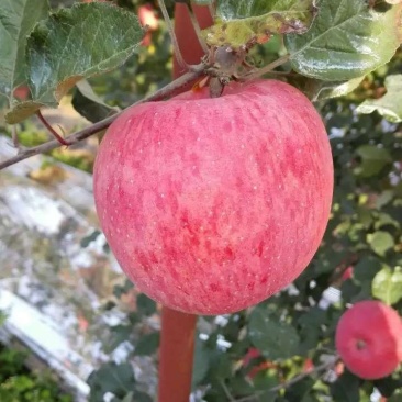 白水苹果