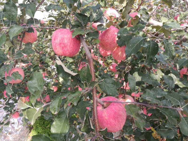 白水苹果