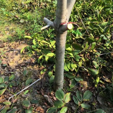 挂果核桃树