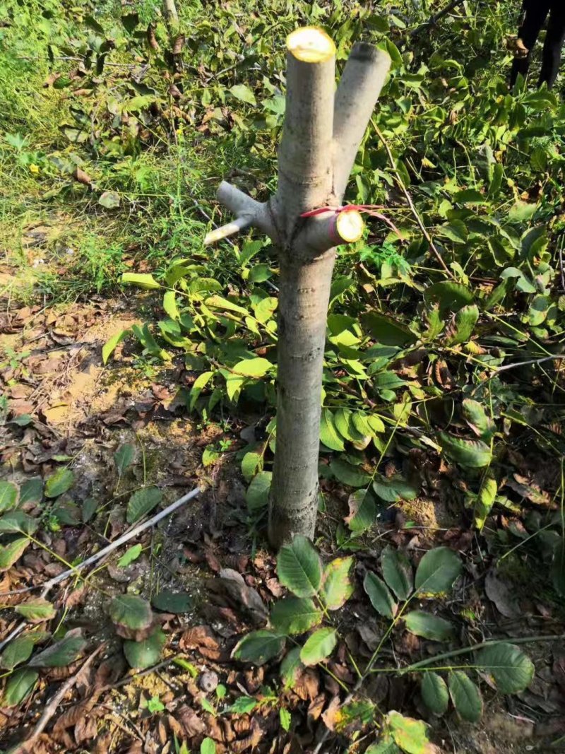 挂果核桃树