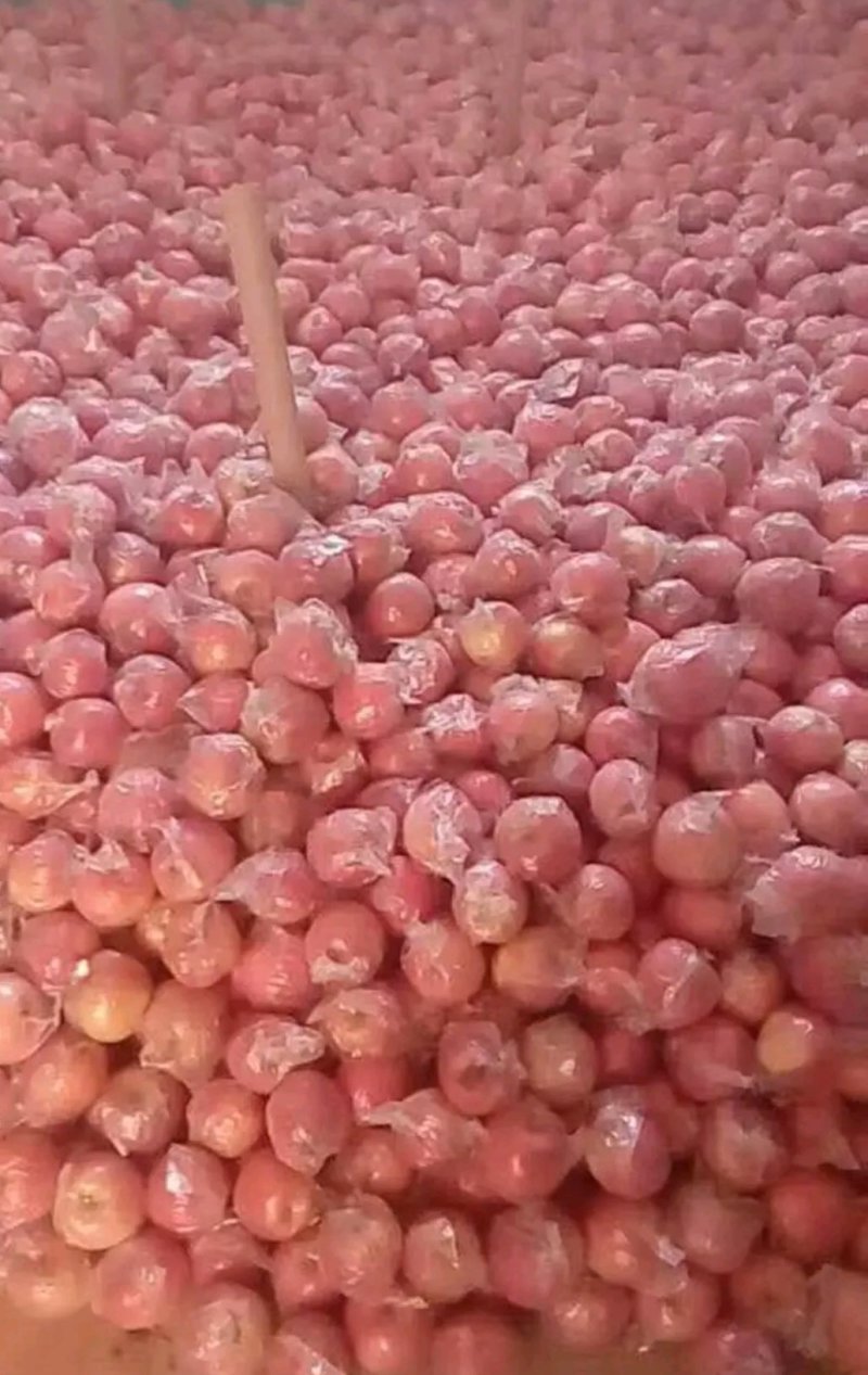 大量供应红富士苹果80起步，纸加膜