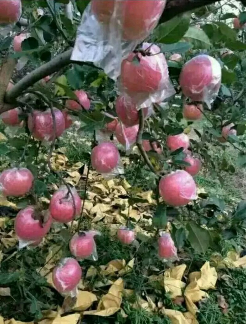 大量供应红富士苹果80起步，纸加膜