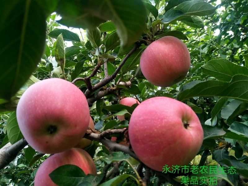 大量供应红富士苹果80起步，纸加膜