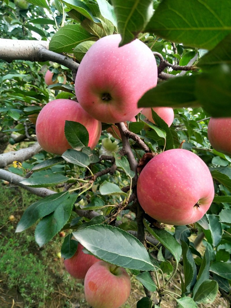 大量供应红富士苹果80起步，纸加膜