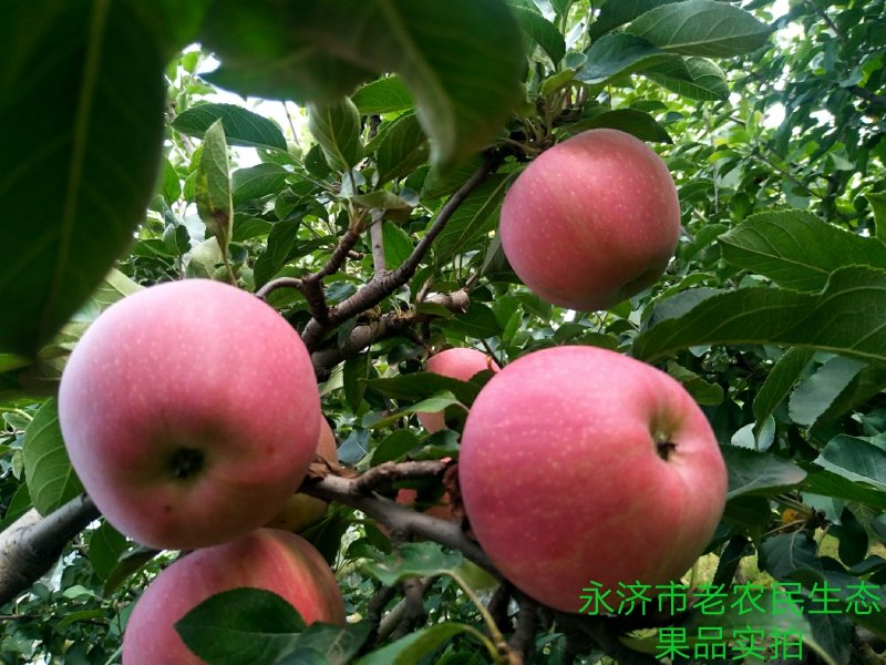 大量供应红富士苹果80起步，纸加膜
