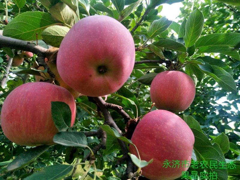 大量供应红富士苹果80起步，纸加膜