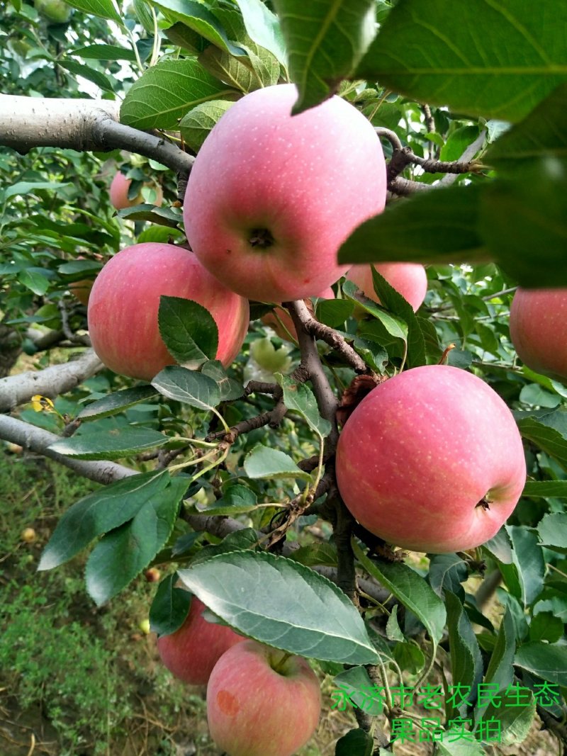 大量供应红富士苹果80起步，纸加膜
