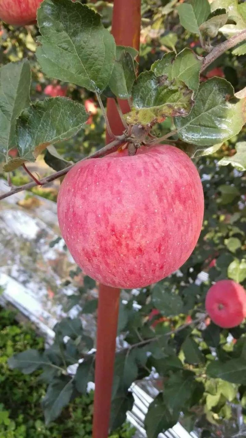 白水苹果