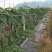 金都一号软枝大红红心火龙果大量供应，一件代发，基地直供价